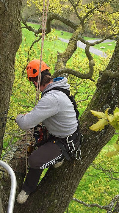 rope access in tree